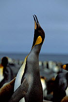 King penguin trumpeting {Aptenodytes patagoni} Marion Island, sub-antarctica (Taken on location for BBC Planet Earth Shallow Seas 2005).