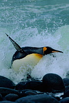 King penguin leaping out of surf {Aptenodytes patagoni} Marion Is, sub-antarctica.  (Taken on location for BBC Planet Earth Shallow Seas 2005).