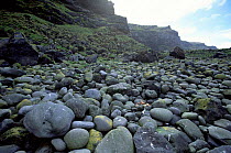 Boulders on beach, Marion Is, Prince Edward Island, sub-antarctica.