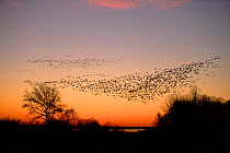 Flock of Snow geese in dawn sky {Chen caerulescens} Delaware, USA