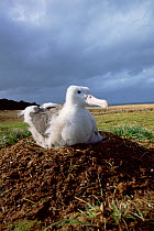 Wandering albatross chick on nest {Diomedea exulans} Marion Island, sub-antarctica