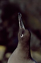 Sooty albatross calling display {Phoebetria fusca} Marion Island, sub-antarctica