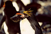 Macaroni penguin carrying stone for nest building {Eudyptes chrysolophus} Marion Island, Sub-Antarctica