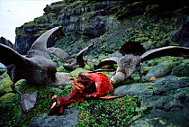 Giant petrels {Macronectes giganteus} feed on King penguin, Marion Is, sub-antarctica.  (Taken on location for BBC Planet Earth Shallow Seas 2005).