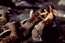 Giant petrels {Macronectes giganteus} squabbling over food, Marion Island, sub-antarctica