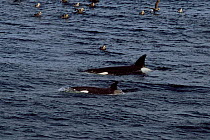 Killer whales {Orcinus orca} near flock of Giant petrels, off Marion Island, sub-antarctic