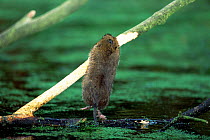 Water vole stripping bark from sycamore branch {Arvicola terrestris} UK, Derbyshire.