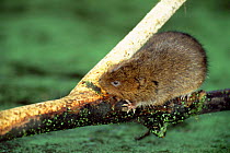 Water vole stripping bark from sycamore branch {Arvicola terrestris} UK, Derbyshire