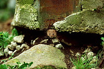 Weasel emerging from den under farm building {Mustela nivalis} Derbyshire, England
