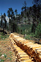 Timber cut from already fallen trees in the Annapurna conservation area, Nepal 2004