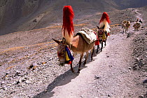 Traditional Mule train descends from Thorung La Pass, Annapurna circuit, Nepal
