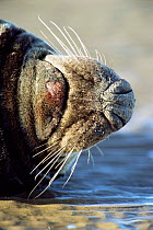 Close up of whiskers of male Grey seal {Halichoerus grypus} Lincolnshire, UK