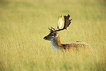 Fallow deer stag in grassland {Dama dama} Leicestershire, England
