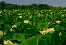 Flowering American lotus {Nelumbo lutea} Mannington marsh, New Jersey, USA.