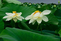 Flowering American lotus {Nelumbo lutea} Mannington marsh, New Jersey, USA.