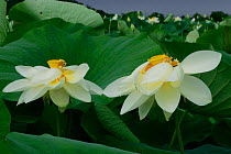 American lotus flowers {Nelumbo lutea} Mannington marsh, New Jersey, USA.