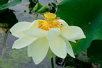 American lotus flower {Nelumbo lutea} Mannington marsh, New Jersey, USA.