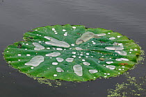 Floating lily pad leaf of American lotus {Nelumbo lutea} Mannington marsh, New Jersey, USA.
