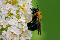 Carpenter bee {Xylocopa sp} feeding at butterfly bush, Pennsylvania, USA.