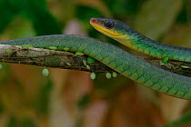Colubrid snake {Chironius exoletus} on branch, Panama