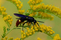 Blue winged wasp {Scolia dubia} feeding on Goldenrod, Pennsylvania, USA.