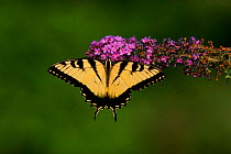 Male Tiger swallowtail {Papilio glaucus} feeding on Buddleia flowers, Pennsylvania, USA.