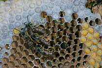 Eastern yellowjacket nest {Vespula maculifrons} with egg, larva, pupa and adult, USA.