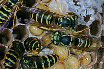 Eastern yellowjacket nest {Vespula maculifrons} adults tending larvae, Pennsylvania, USA.