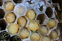 Eastern yellowjacket nest {Vespula maculifrons} with larvae, Pennsylvania, USA.