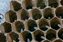 Eastern yellowjacket nest {Vespula maculifrons} with eggs in cells, Pennsylvania, USA.