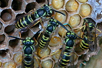 Eastern yellowjacket nest {Vespula maculifrons} adults tending larvae, Pennsylvania, USA