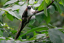 Geoffrey's tamarin {Saguinus oepidus geoffreyi} in Cecropia tree, Soberania NP,