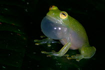 Fleischmann's glass frog calling {Hyalinobatrachium fleischmanni} male, Panama.
