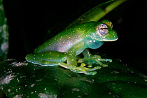 Male Glass frog calling {Hyalinobatrachium sp} Panama