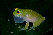 Fleischmann's glass frog calling {Hyalinobatrachium fleischmanni} male, Panama