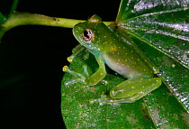 Male Glass frog calling {Hyalinobatrachium sp} Panama
