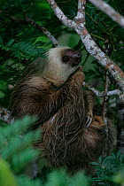 Brown throated sloth with young {Bradypus variegatus} in {Cecropia} tree, Panama.