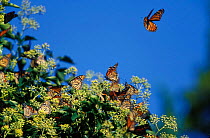 Monarch butterflies feeding on Ivy, New Jersey, USA. On southbound migration.