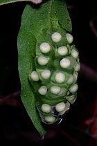 Eggs of Red eyed treefrog {Agalychnis callidryas} Panama