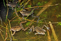 Southern leopard frog males calling {Rana sphaenocephala} New Jersey, USA