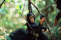 Chimpanzee juvenile with hand open showing thumb, Gombe NP. Tanzania 2002