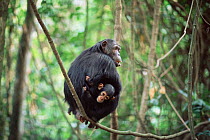 Chimpanzee mother with baby, Gombe NP, Tanzania, 'Tanga' + 'Tom' 2002