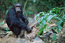 Male Chimpanzee feeding on seed pods, Gombe NP, Tanzania, 'Gimble' 2002
