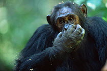 Male Chimpanzee portrait, Gombe NP, Tanzania, 'Gimble' 2002
