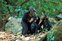 Chimpanzee with young, Gombe NP, Tanzania, 2002 'Fanni', 'Fundi' + 'Fudge'