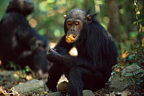 Male Chimpanzee wodging fruit, Gombe NP, Tanzania, 'Ferdinand' 2002