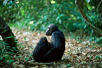 Chimpanzee suckling young, Gombe NP, Tanzania, 'Gremlin' + 'G' 2002