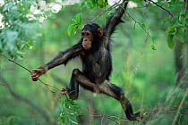 Chimpanzee juvenile swinging through branches, 'Flirt', Gombe NP, Tanzania 2002