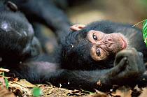 Chimpanzee juvenile portrait, 'Fudge', Gombe NP, Tanzania 2002
