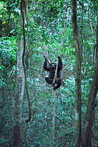 Chimpanzee in trees, 'Patti', Gombe NP, Tanzania 2002 {Pan troglodytes schweinfurtheii}